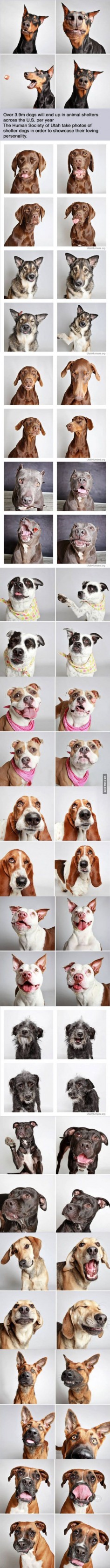 Shelter puts rescue dogs in photo booth to get them adopted