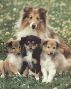 Sheltie and pups Love the Shelties too