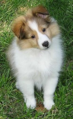 Sheltie puppy - so so so cute!!! I would LOVE to have another one.