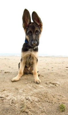 Shepherd Pup with ears to grow into! :)