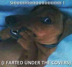 SHH - (I farted under the covers) by Crusoe the Celebrity Dachshund, via Flickr
