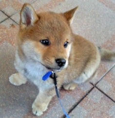 Shiba Inu: also on my list of possible pups. adorbs.