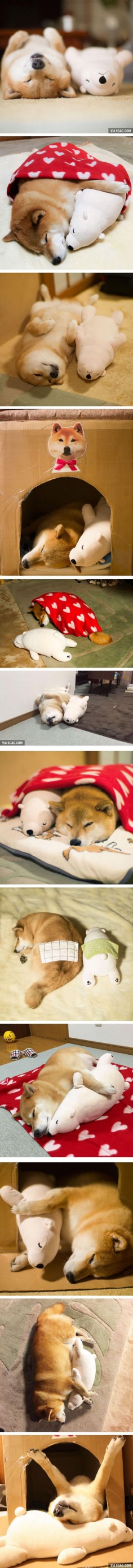 Shiba Inu Maru Loves To Sleep With His Little Stuffed Polar Bear Toy