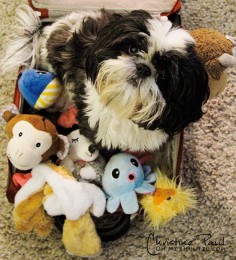 Shih Tzu ... can't have enough toys if you're a Tzu, This is Skylar!