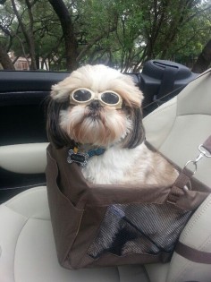 Shih tzu day driving! What a way to travel!