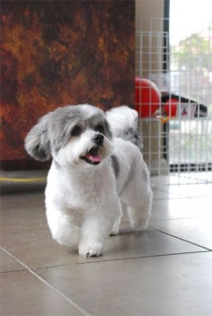 Shih Tzu Grooming Style Photos | ... the bichon frise dog shih tzu grooming styles cached similarmaltese