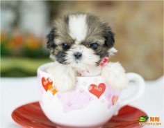 Shih Tzu. :) Puppy Dog Photography Puppies Doggie Pup #DogsInTeaCups #DogsInCups