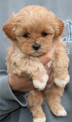 Shihpoo puppy. cutest paws ever! so darn cute:::.: