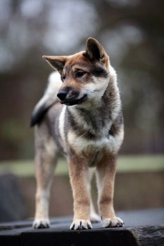 Shikoku. . .a rare breed of hunting dog developed in Japan.