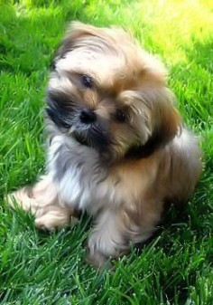 Shorkie - This is the mix of a Yorkie & a shi  I knew it would be so great! When I retire I have to have one!!!