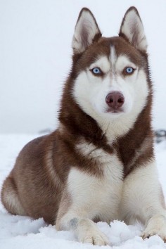 siberean husky cute fluffy adorable puppy dog pup doggie perfect blue eyes