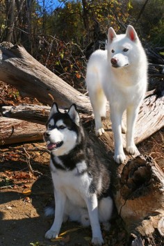 Siberian Huskies - hmmm do u see any squirrels we can chase lol