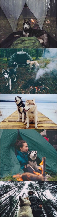 Siberian huskies make excellent partners for cold weather camping.
