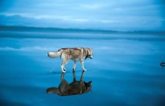 Siberian Huskies Walking On A Frozen Lake Is Like Something Out Of A Fairy Tale