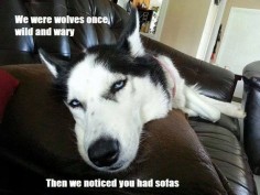 Siberian Huskies, "We were wolves once, wild and wary, then we noticed you had sofas."