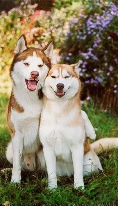 Siberian Husky couple