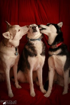 #Siberian #Husky kisses!!!