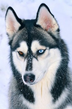 Siberian Husky Portrait by aveh587 on Flickr. "Onyx sure does love the snow."