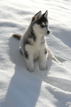 #Siberian #Husky Pup