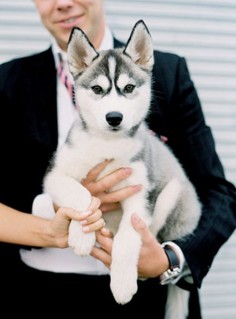 Siberian Husky Puppy ~ A DUPLICATE PIN BUT CAN'T RESIST, THIS PUP'S FACIAL MARKINGS ARE OUTSTANDING ~