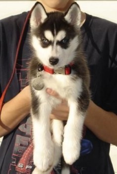 Siberian Husky puppy - adorable with that glare!