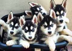 #Siberian #Husky #pups in a laundry basket.