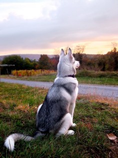 Siberian Husky. What a regal look from this fellow. Do you think he is watching the sun come up?