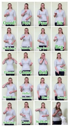 Sign language for  they can learn ASL. You teach them the same as you would with a verbal command.