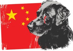 Sign This Petition To End The Yulin Dog Meat Festival