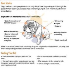 Signs of Heat Stroke. Remember to keep your dog cool too and don't forget to bring them their own water!