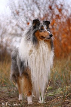 Silver by Devilstar, Rough Collie. I am such a sucker for Blue Merles. I own 2 of the Aussie variety.