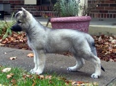silver sable german shepherd - honestly did not know this color existed in the GSD breed??