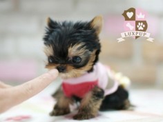 Six adorable Tea-cup sized puppies | Blog | GirlyBubble