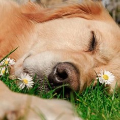 sleeping beauty #Golden #Retriever #dog