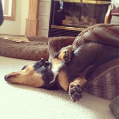 sleeping -- dachshunds have the ability to ... more than relax. It's a real talent!