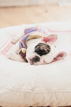 Sleeping French Bulldog.