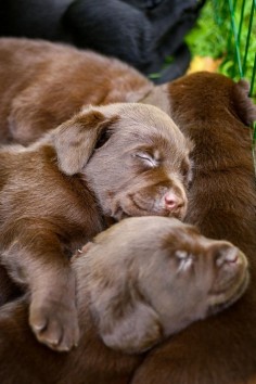 Sleeping Labrador Puppies