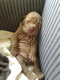 sleeping shar-pei puppy love it's wrinkles!