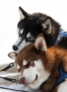 sleeping sled dogs - zzzzzzzzzzzzz! :o)