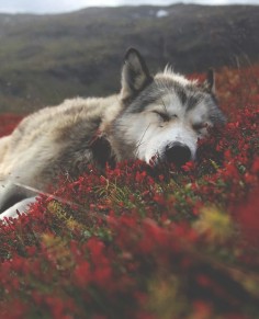 Sleeping wolf in a bed of flowers