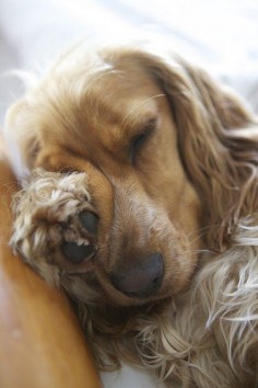 Sleepy Golden retriever dog