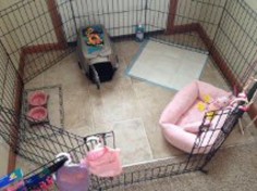 Small Breed Puppy Set Up