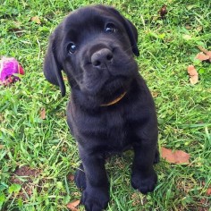 Small, dark, and handsome. Puppies come in all different shapes and sizes. #LabradorRetriever