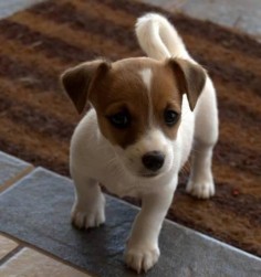 Small Dog Breeds Alphabetical | The Small Breed |Articles Web