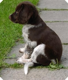 Small Münsterländer puppy