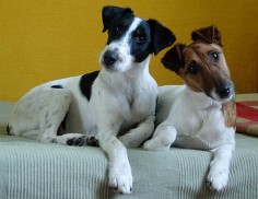 Smooth Fox Terriers
