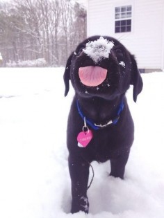 Snow on Lab puppy !