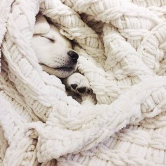 snuggled up pup.