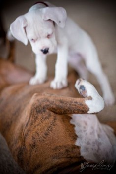 so cute! #boxer #dogs