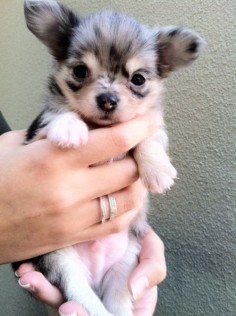 So cute! Maybe a Merle Chihuahua?!